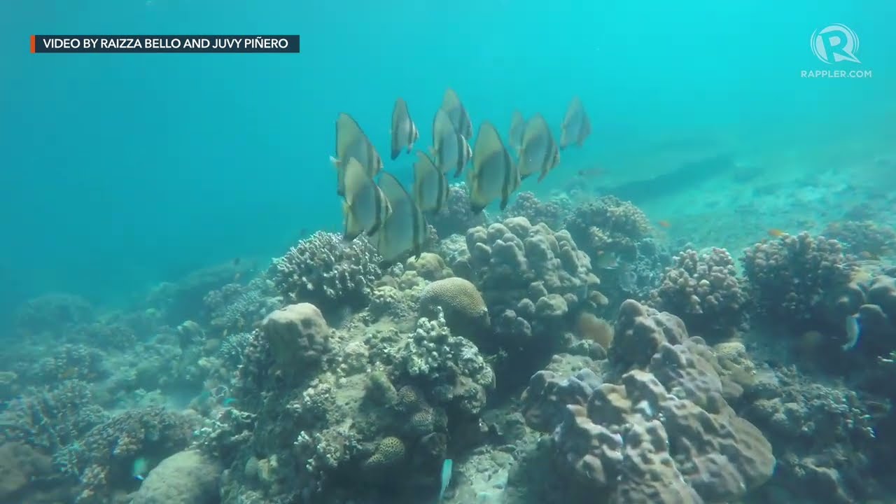 An underwater look at Dumaguete's oldest Marine Protected Area