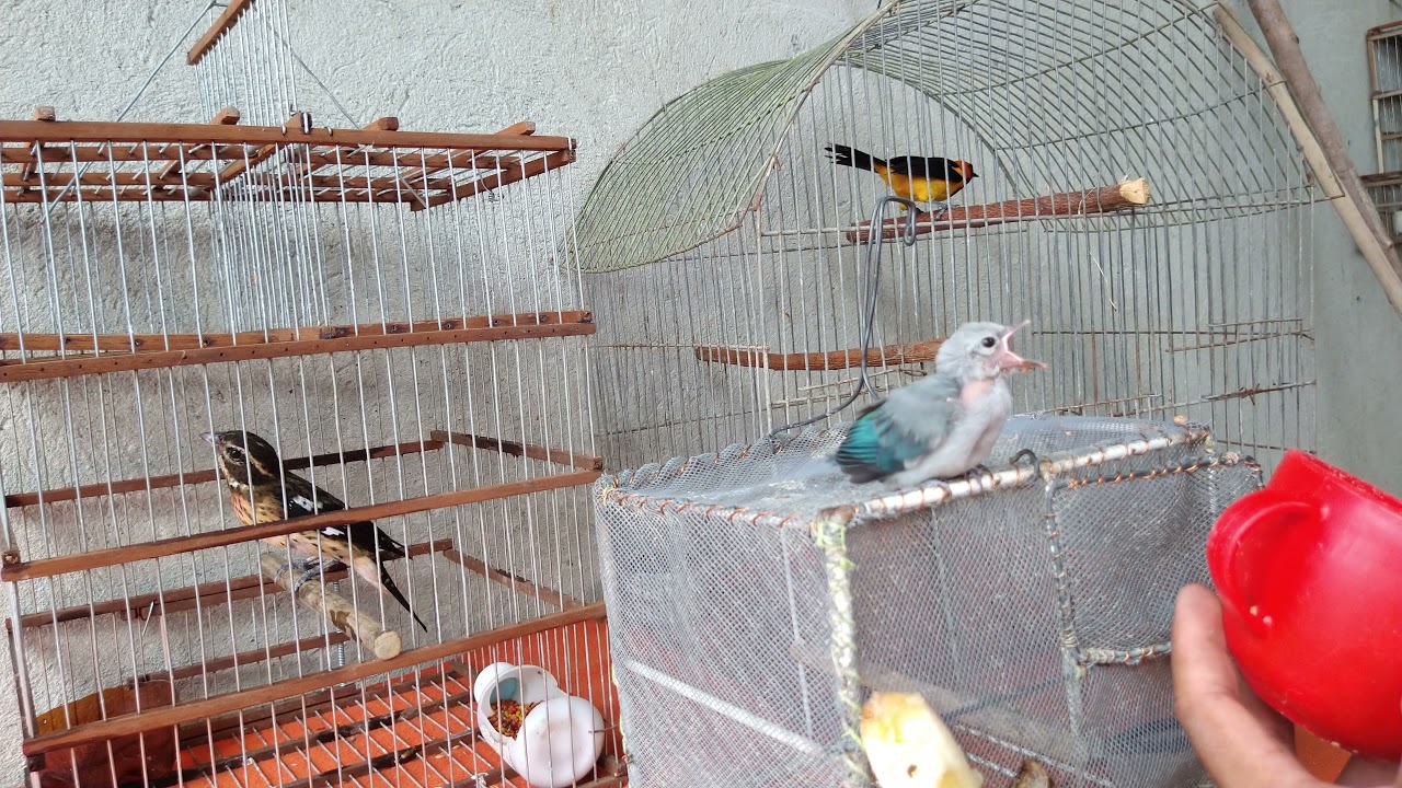 Cómo alimentar un pichón de pájaro (Feeding Bird chick)
