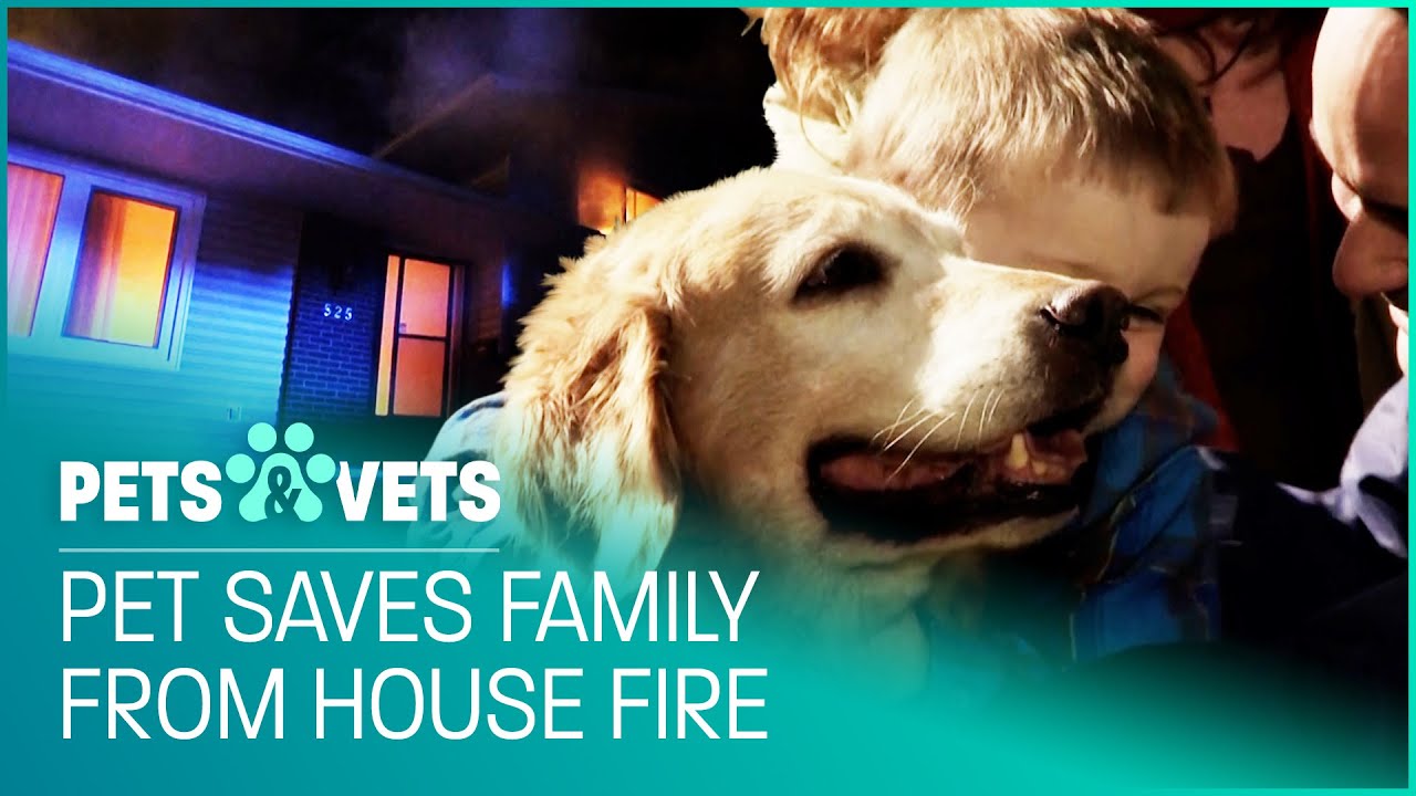 Labrador Rescues Family From Deadly House Fire | Pet Heroes
