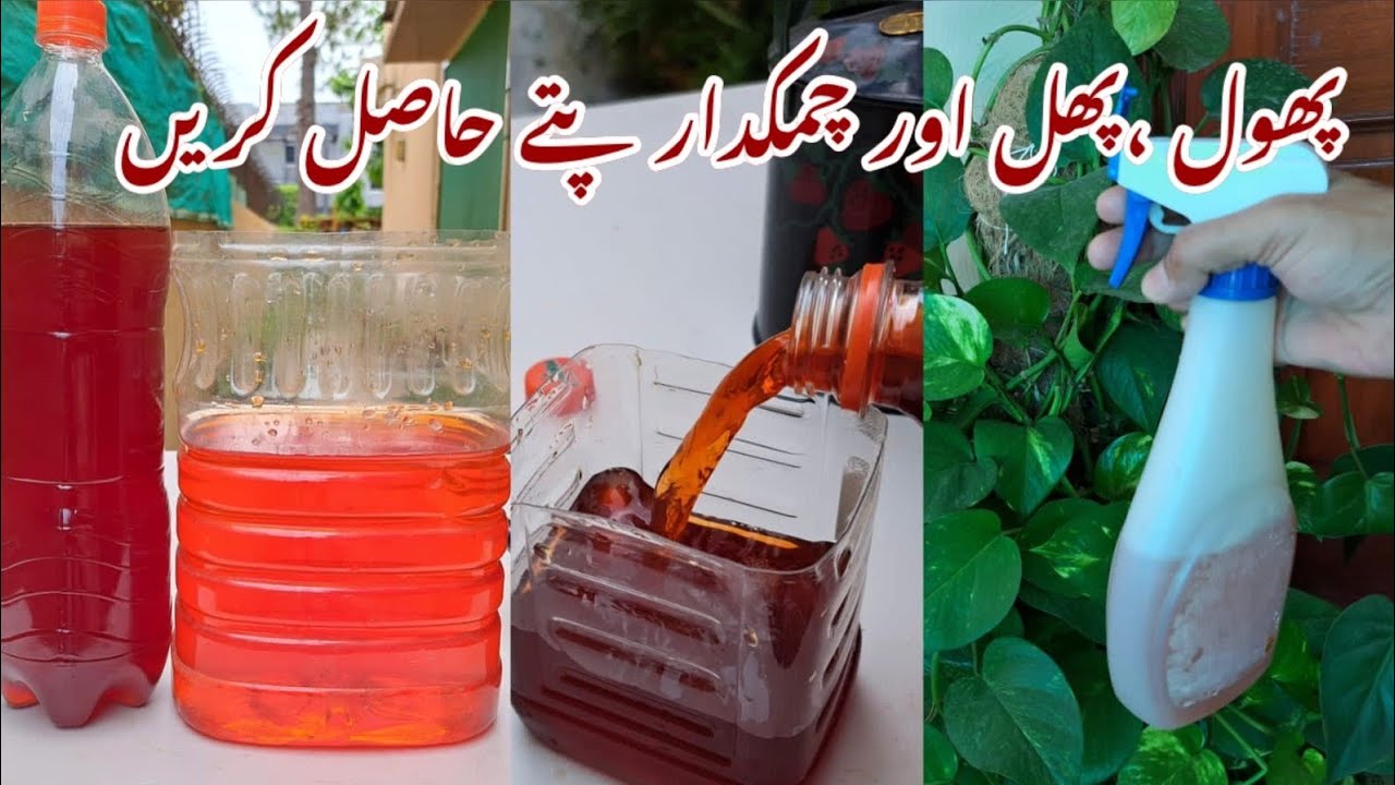 Free Magic Fertilizer at Home | Lush Green Podoun k liye Behtareen Khad | Best Fertilizer for Plants