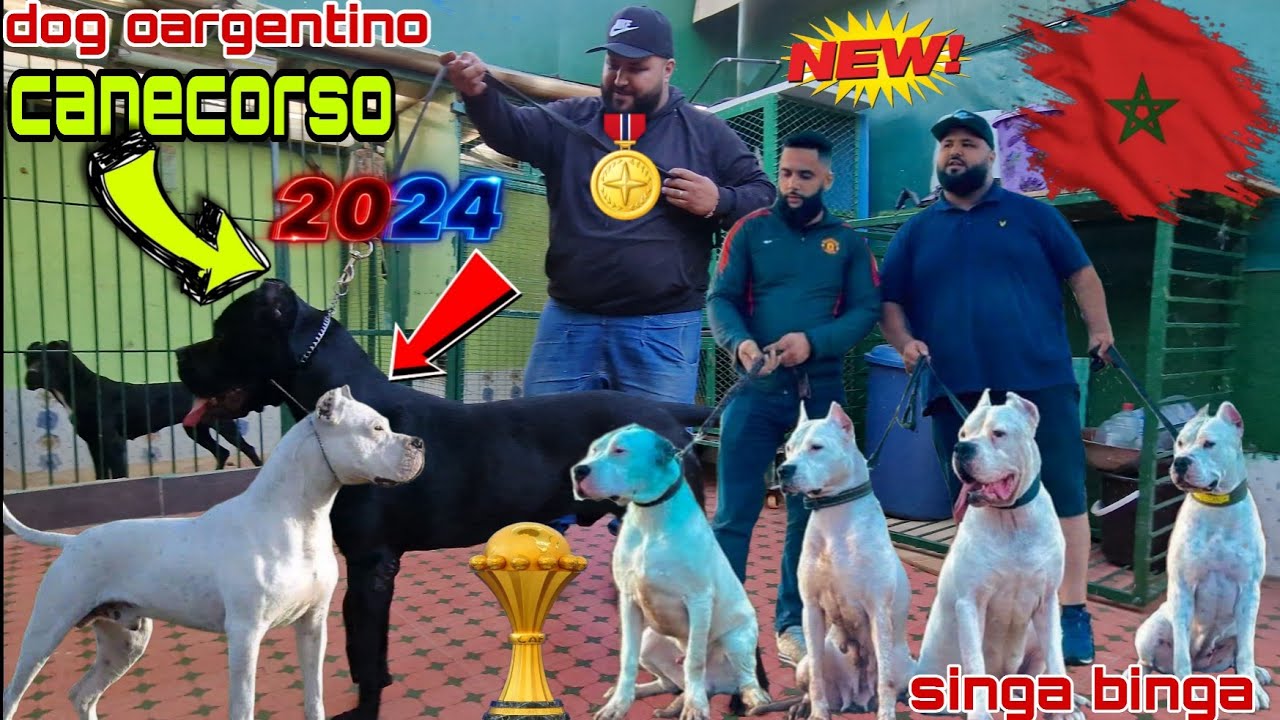 زيارة مفاجأة عند الاسطورة Rameau 🎖 مع #canecorso #dog arjentin ومعلومات جدا هام ديال بصح وجمالك جمال
