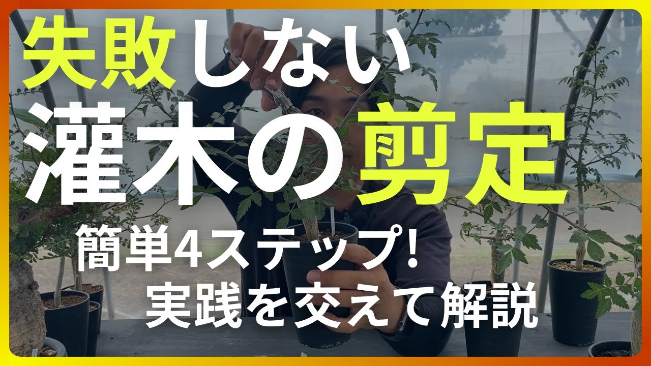 【初心者向け】灌木の剪定が簡単にできる4ステップ｜よくある失敗も解説！