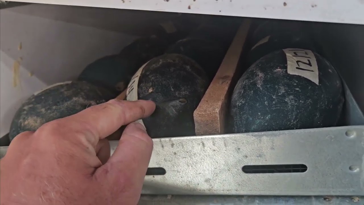 Incubating Emu Eggs Guide