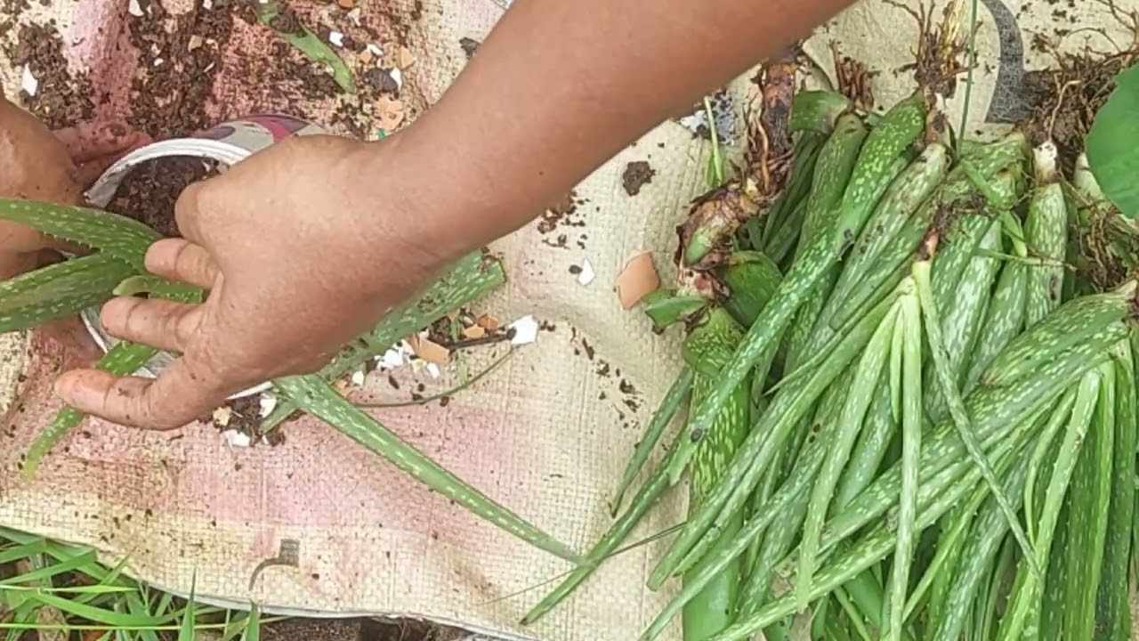 এলোভেরা গাছের যত্ন|এলোভেরা গাছ লাগানোর নিয়ম| aloe vera|how to grow alovera|aloevera plant care#tips