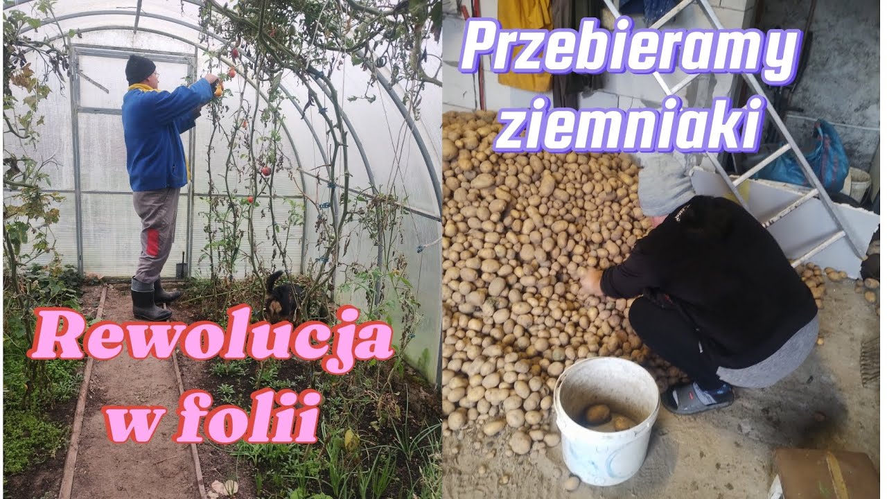 250. KOCHANI WIDZOWIE JESTEŚCIE WSPANIALI!! ❤️ Dziękujemy!! 