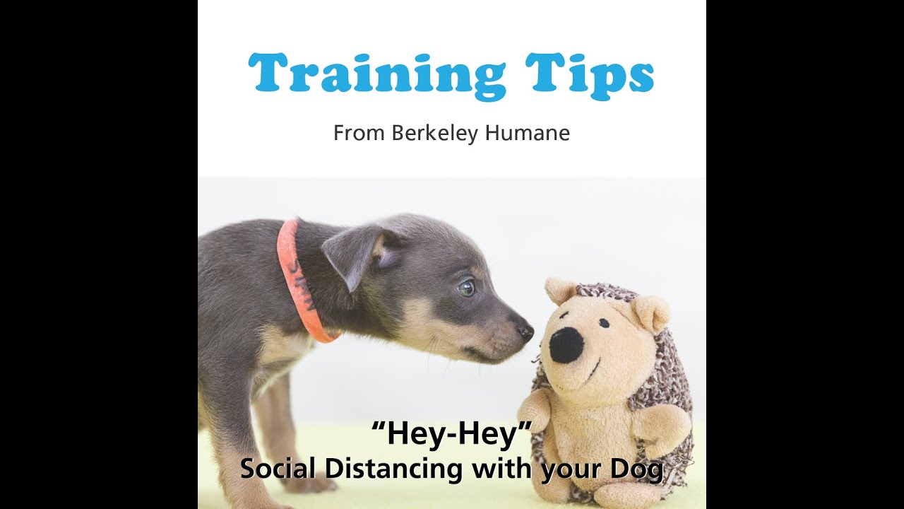 Training Tips: Social Distancing with your Dog