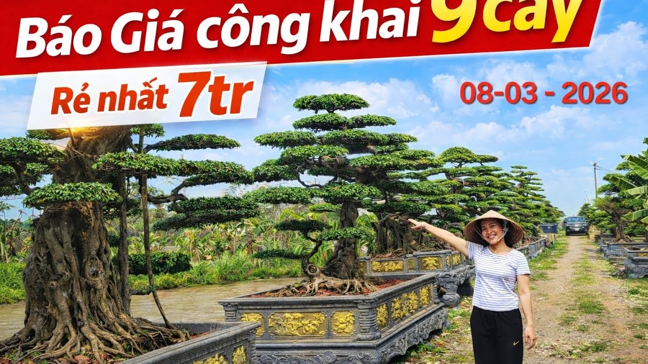 BÁO GIÁ CÔNG KHAI 9 CÂY SANH – CÂY ĐẸP GIÁ RẺ