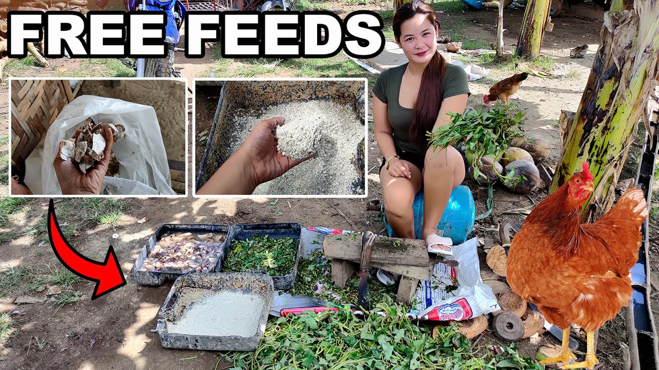 Organic Free Feeds for Native and Free Range Chickens