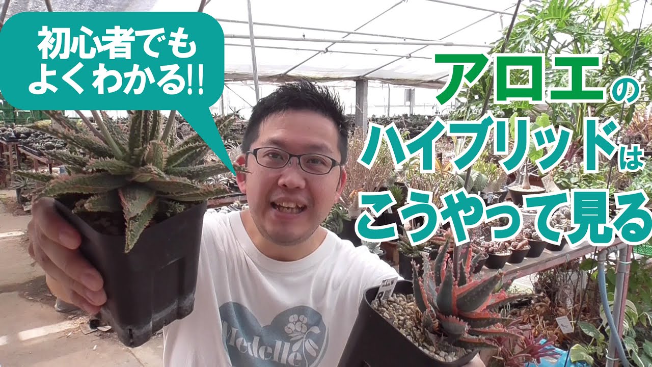 初心者向け！アロエ交配品種について！どうやって見たらいい？まだ違いがよくわからない人、必見です！