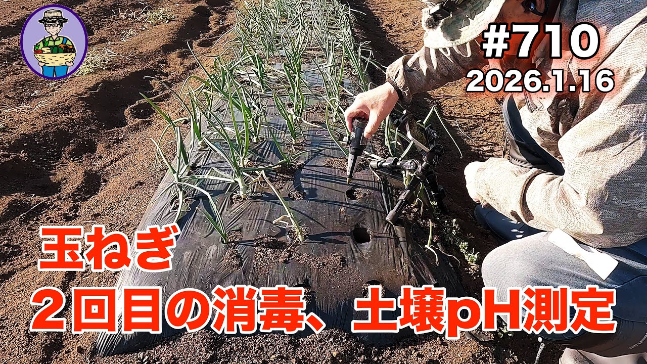 【玉ねぎ】 第710話、玉ねぎ、２週間ぶりに２回目の消毒をする。消毒前後の土壌pHを測ってみる。 #オーガニック栽培 #家庭菜園 #農業VLOG