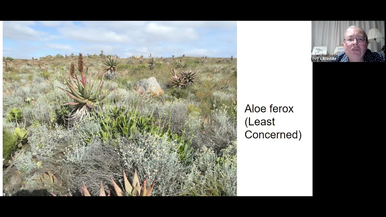 Exploring the botanical wonders of the Overberg Renosterveld, South Africa