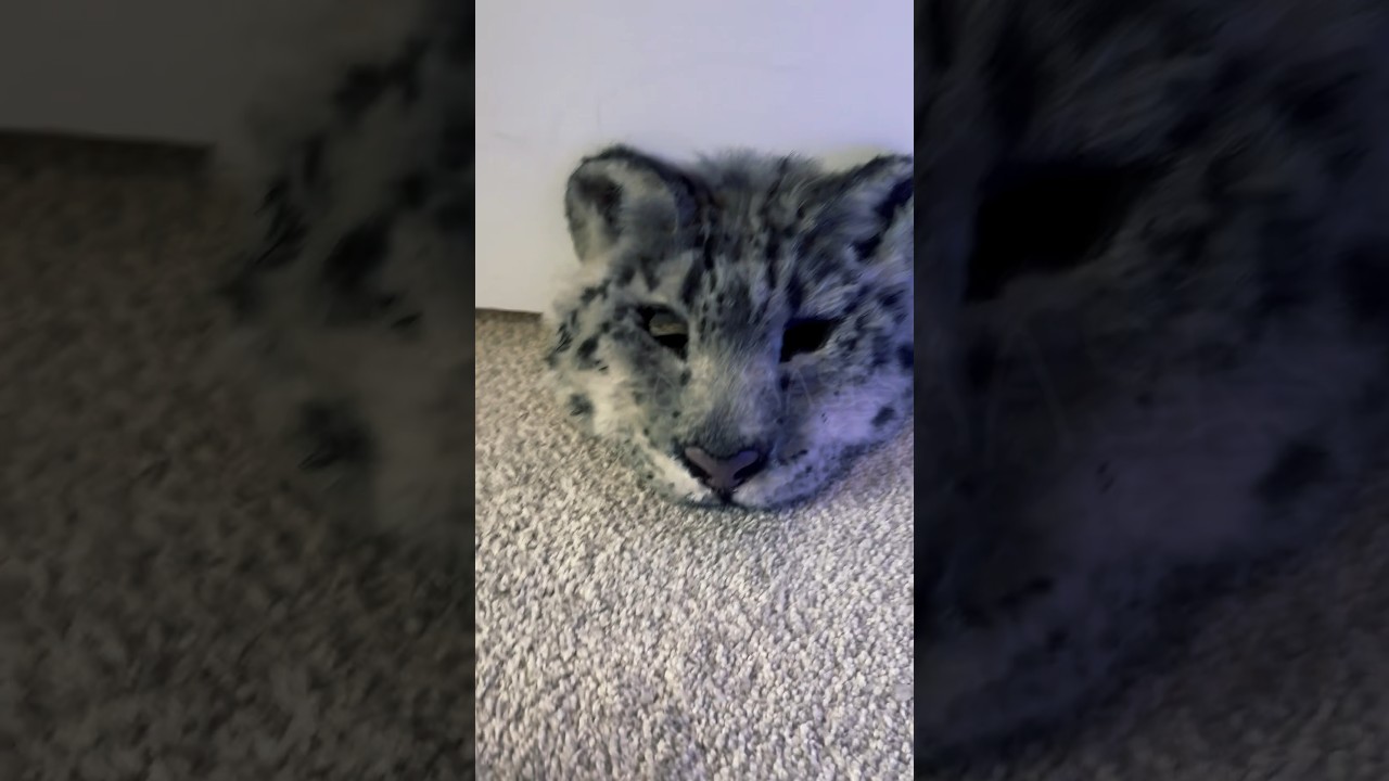 Re made the snow leopard mask! 