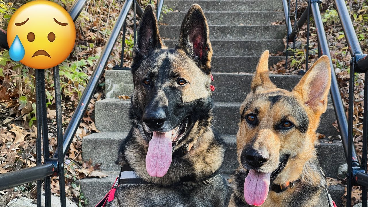 Why are People Afraid of My German Shepherds?