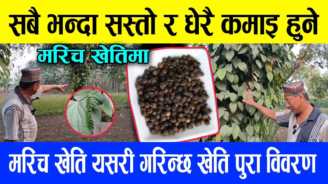 मरिच खेती|Black Pepper Farming In Nepal| सबै भन्दा सस्तो र धेरै कमाई हुने खेती