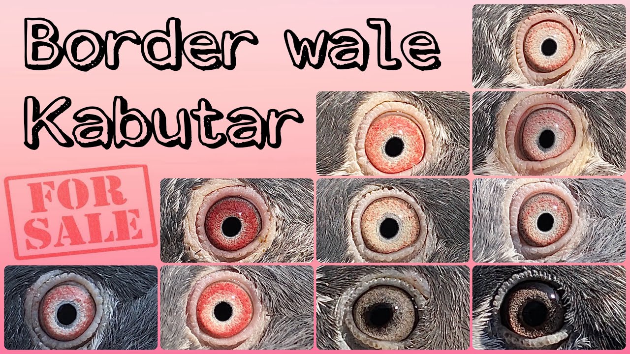 Border Wale Kabootar/Pigeon For Sale ( Dub Wale , Kasuri , Sialkoti , Teddy etc. )