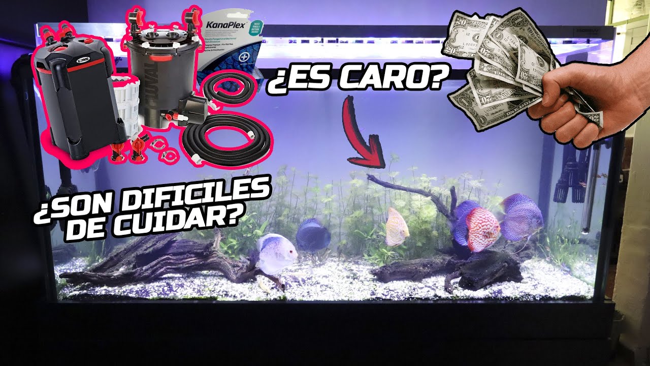 ¿Qué tan COSTOSO es un ACUARIO DE PECES DISCO? ¿Son difíciles? |  AcuariosLP