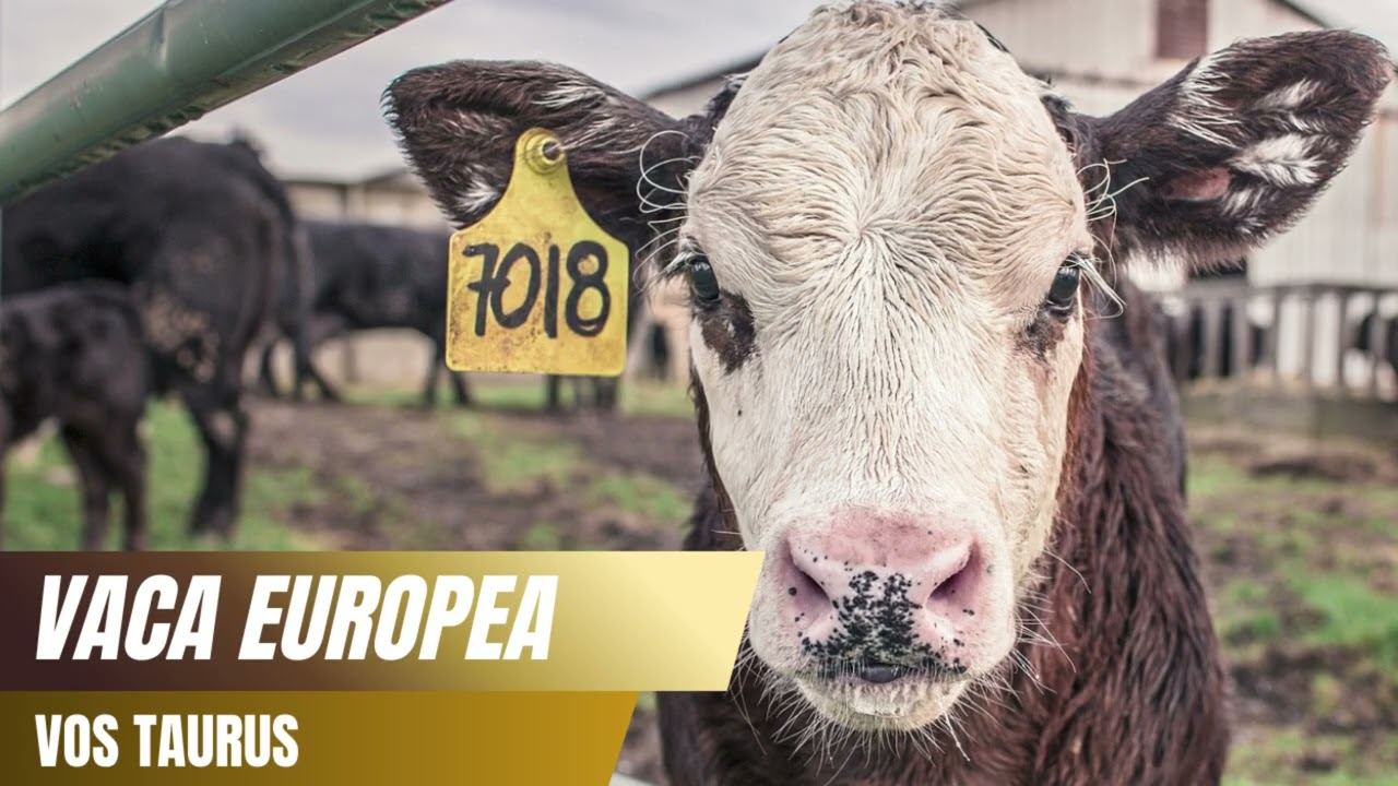 Sonido de la Vaca Europea (Bos taurus) 🐄🌾 – Mugido Real “Muuu”