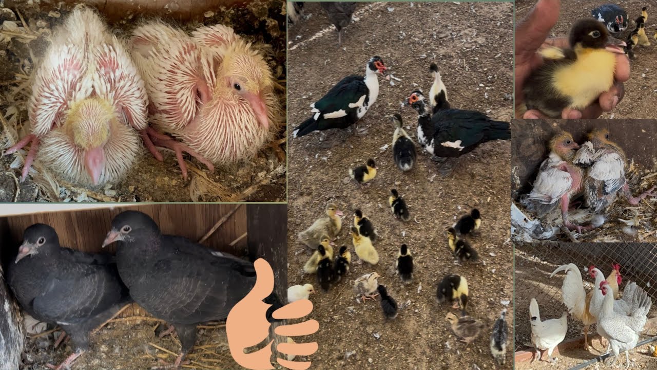 💕Master cage 🏡 me Bahut sare🕊️ baby girl 🦆surprise🦆हमारे मास्टर कैच 🐔बहुत सारे बच्चे आ गए duck baby🐤