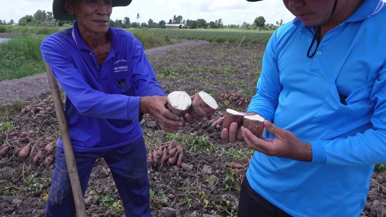 Người dân trồng khoai kêu trời bán không ai mua thua lỗ nặng [3 tháng 8, 2025]