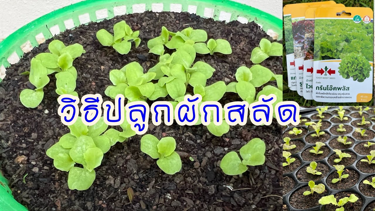 วิธีปลูกผักสลัด อย่างละเอียด เข้าใจง่ายมือใหม่ก็ทำได้ #เพาะกล้าผักสลัดให้งอก #วิธีเพาะกล้าผักสลัด