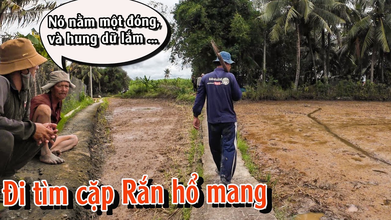 Điều gì đã xảy ra với cặp Rắn từng xuất hiện ở đây? | TGSB #976