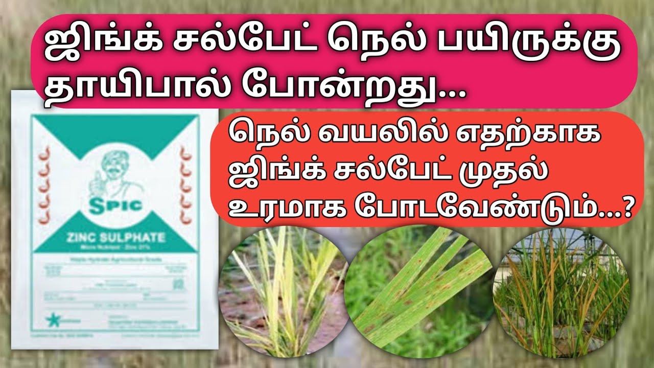 நெல் பயிருக்கு முதல் உரம் ஜிங்க் சல்பாட் போடவேண்டும் | Paddy field zinc sulphate fist fertilizer