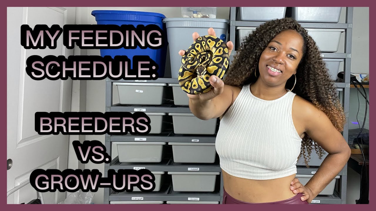 MY BALL PYTHON FEEDING SCHEDULE: How I Feed My Hatchlings Up To Breeding Size | PRECIOUS PYTHONS
