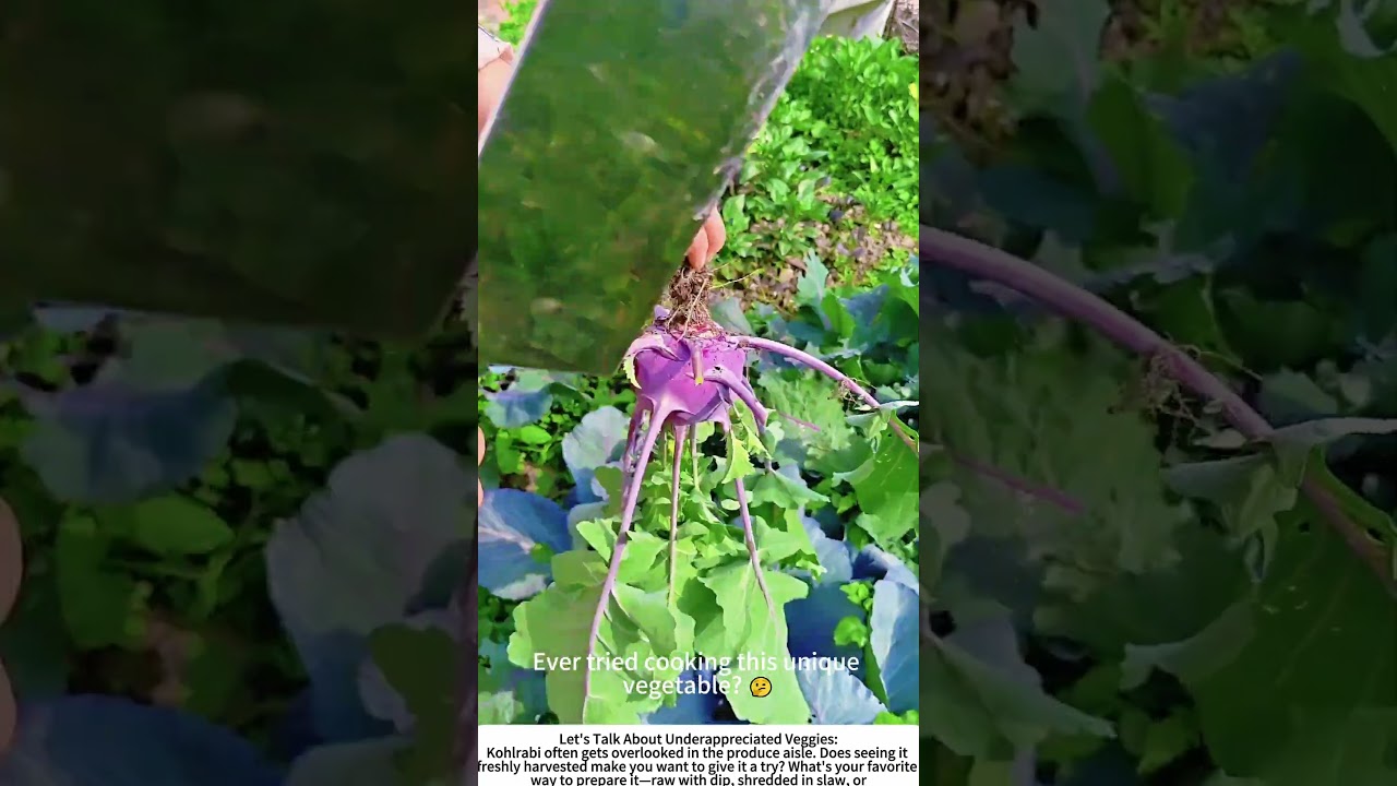 The Gentle Twist: Harvesting Fresh Kohlrabi 🧑🌾🌱