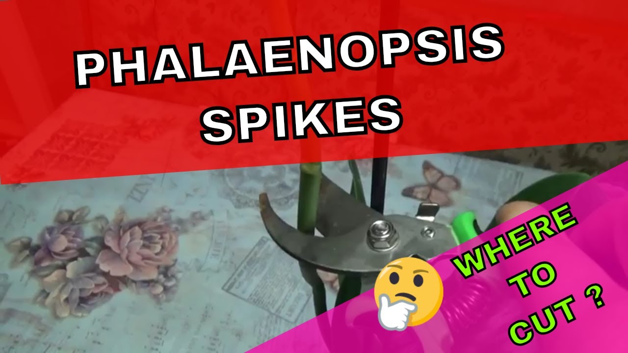How to cut a Phalaenopsis Orchid Flower Spike to get a spike to branch out