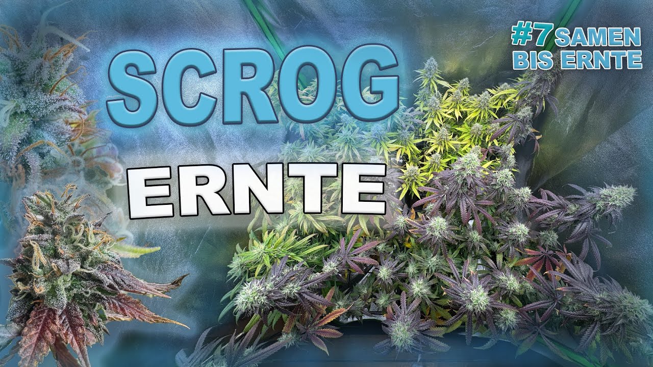 Scrog Grow Ernte 🥦 (Living Soil) Anbau f&uuml;r Anf&auml;nger