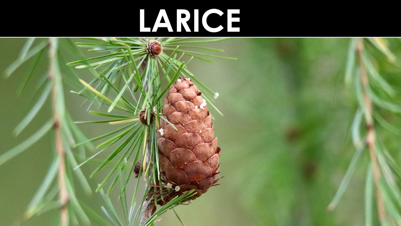 DIVINA FLORA - Il maestoso larice
