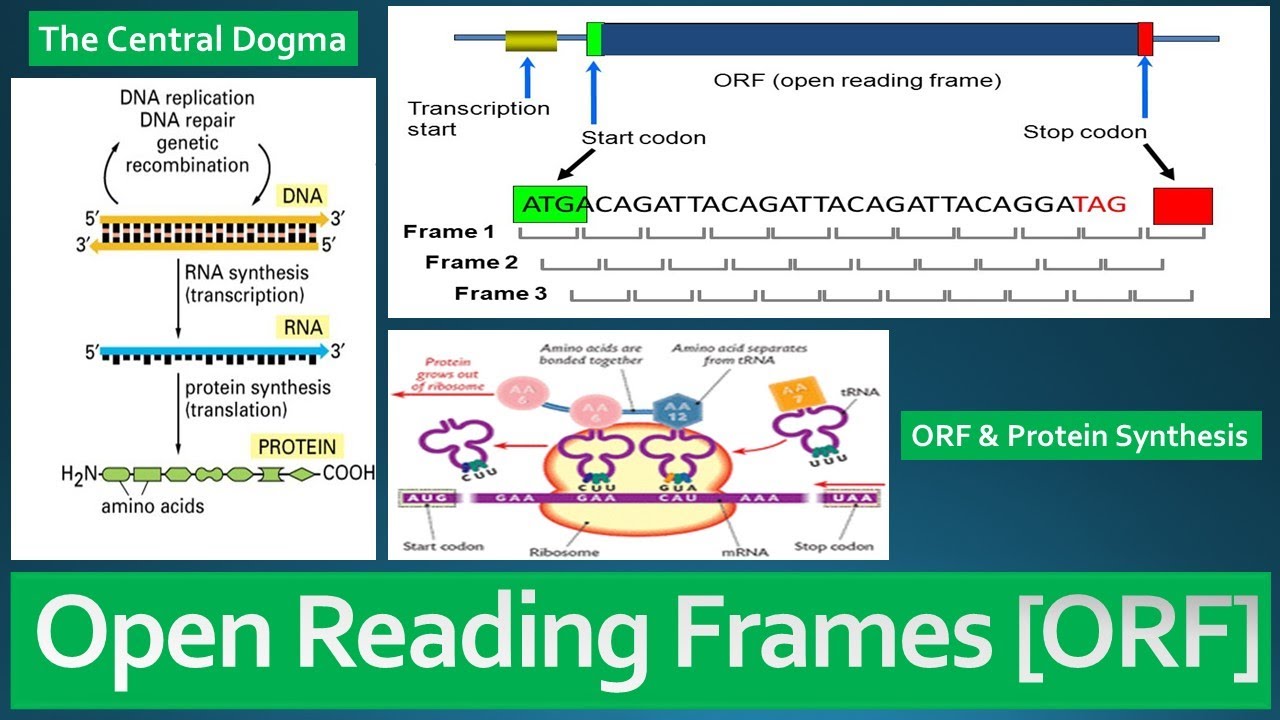 Open Reading Frame [ORF] - Definition, Role in Protein Synthesis and difference between ORF and CDS