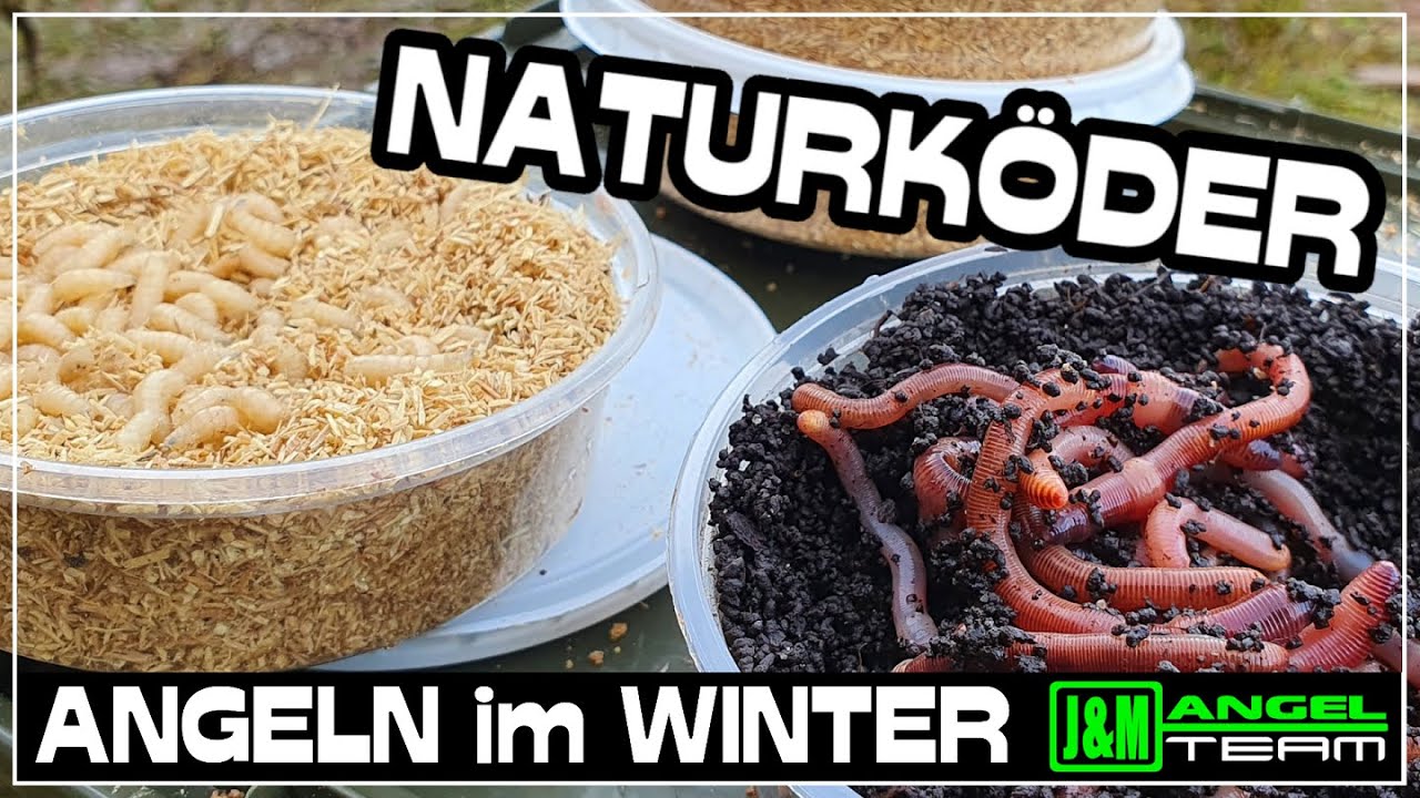 Angeln im WINTER! Erfolgreich mit Naturk&ouml;der | Allroundangeln am See