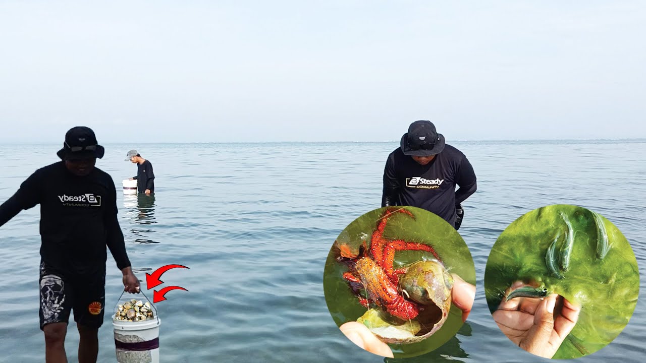 BERBURU KERANG BHELICAR DI SPOT ANDALAN TIDAK PERNAH MENGECEWAKAN...!!
