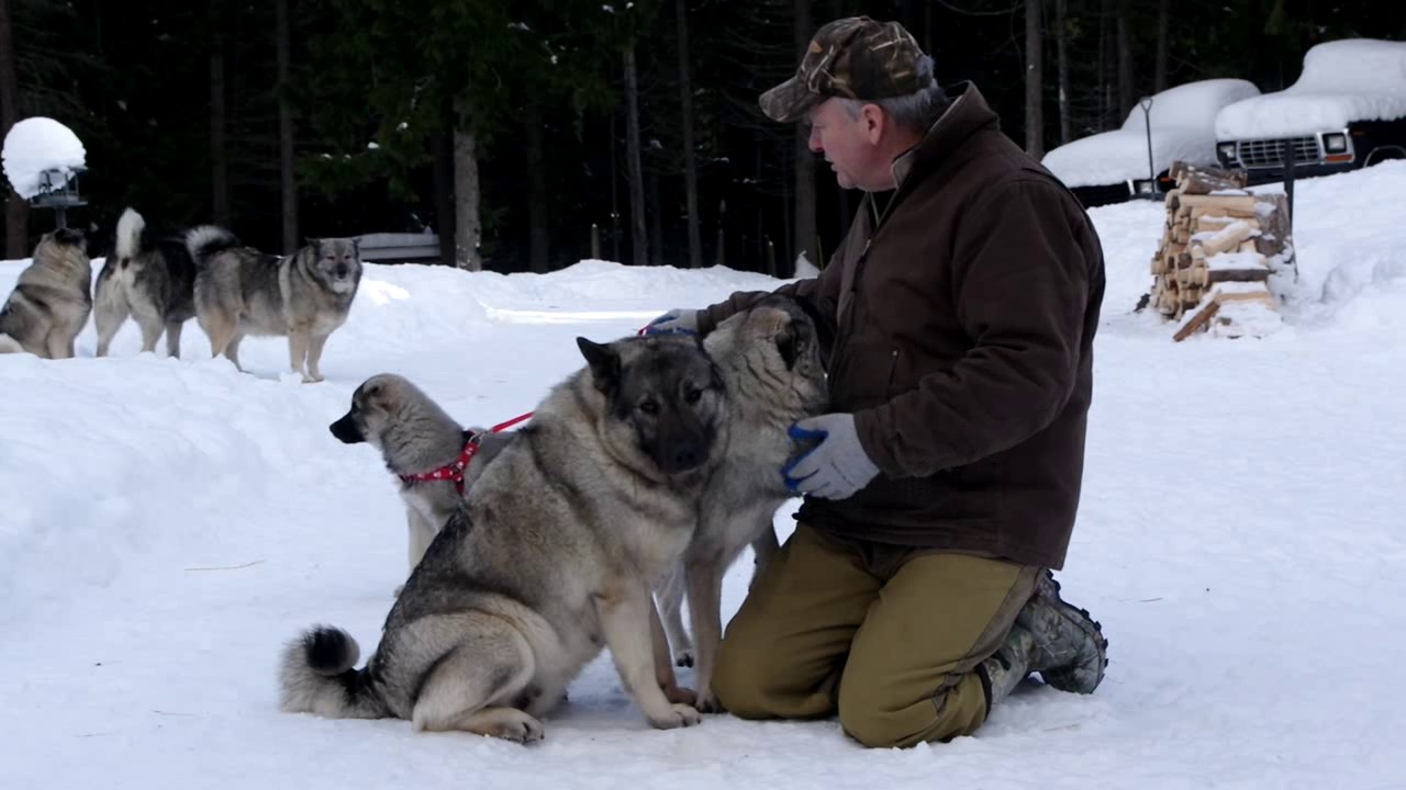 Norwegian Elkhound Selection Based On Genetics