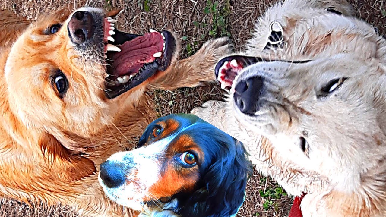 BAGARRE ou JEU ?🐶 2 CHIENS qui JOUENT ensemble (ou pas)