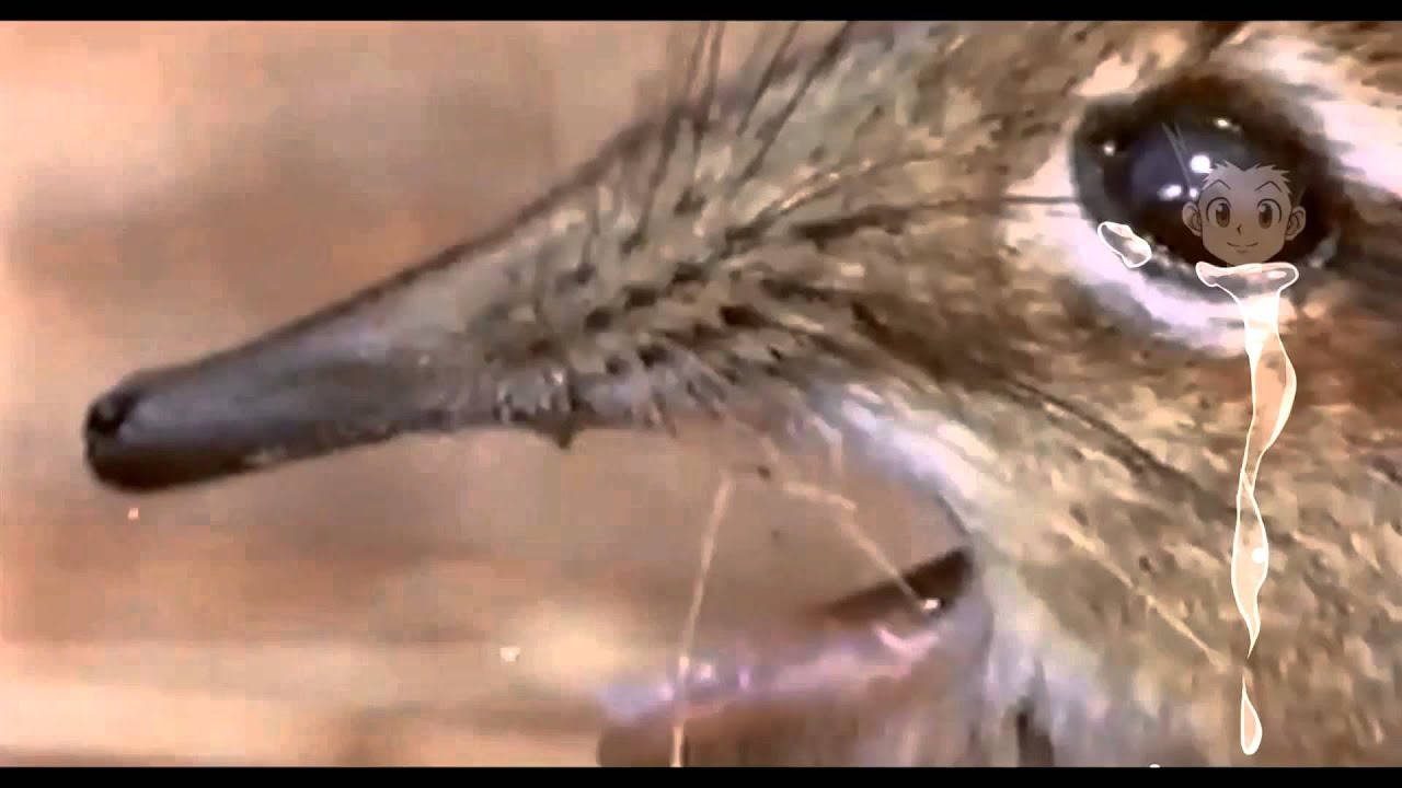 Take A Closer Look At That Snout 4