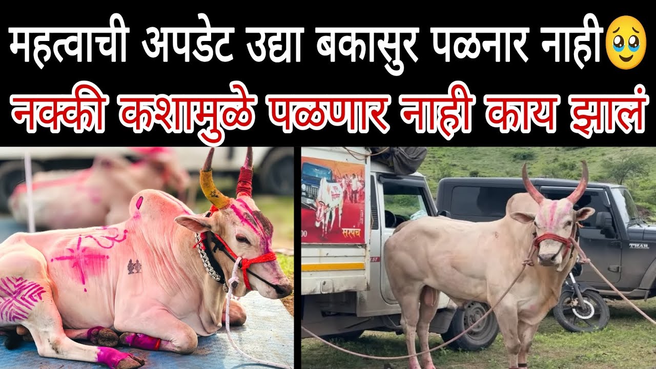 उद्या सासवड मैदानामध्ये बकासुर पळनार नाही 🥹 नक्की कशामुळे पळनार नाही मैदानात संपूर्ण व्हिडिओ बघा