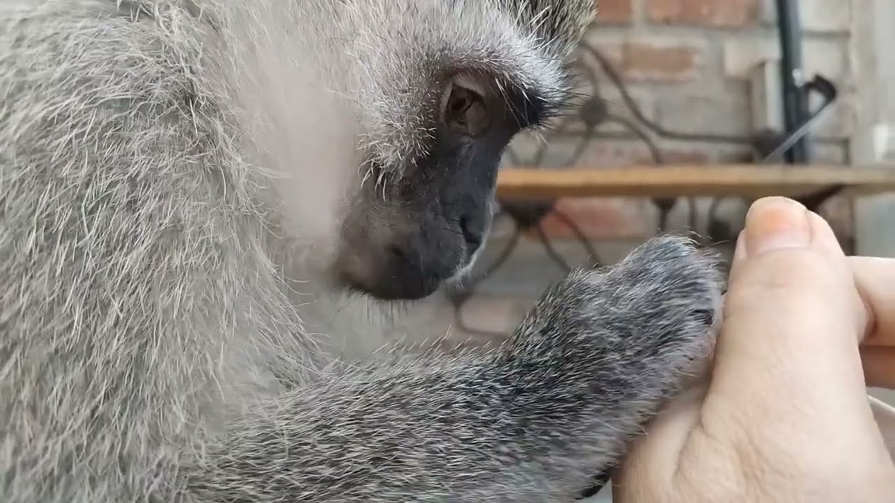 SLEEP FAST ASMR Baby Monkey Lollipop Focused Concentrated Cuticle Removal! So Present In The Moment