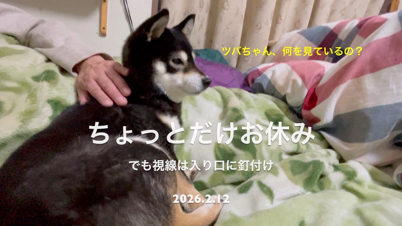【しあわせを知った柴犬のお話し】ちょっとだけお休み~でも視線は入り口に釘付け~(2026.2.12)🐶【昔保護犬だった黒柴ツバちゃん】
