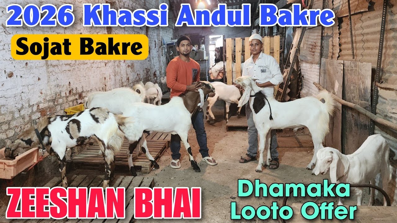 2026 Khassi Andul Sojat Bakre At ZEESHAN BHAI | Qurbani Goat In Bhiwandi 