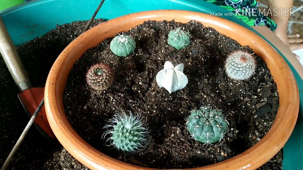 #terrariodecactos#baciadecactos#cactos#suculentas Bacia de cactos(terrário de cactos)