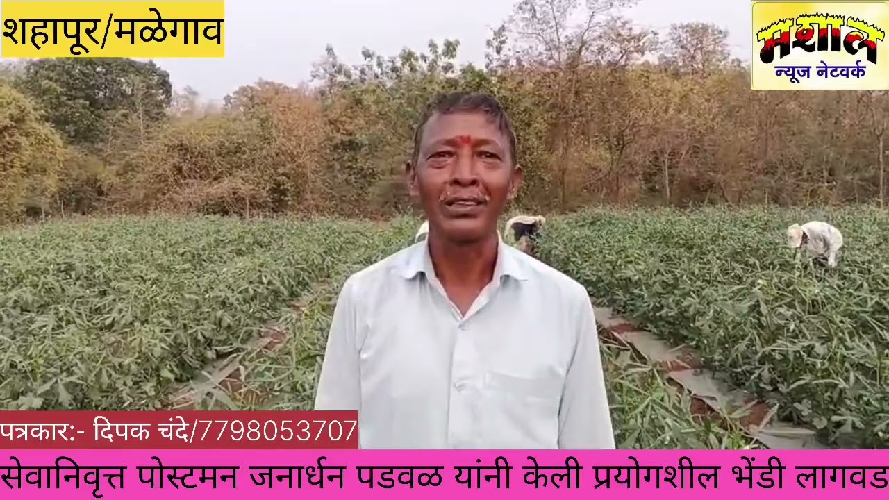 #MASHALNEWS  सेवानिवृत्त पोस्टमन जनार्धन पडवळ यांनी केली प्रयोगशील भेंडी लागवड /  #पञकारदिपकचंदे