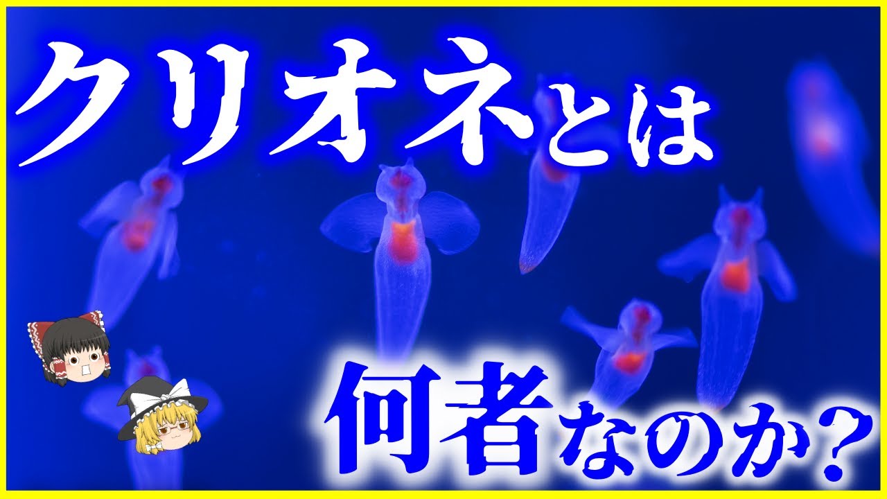 【ゆっくり解説】天使か、悪魔か。クリオネとは何者なのか？を解説/クリオネを生物兵器に…？可愛らしい見た目とは裏腹の悪魔のような実態とは