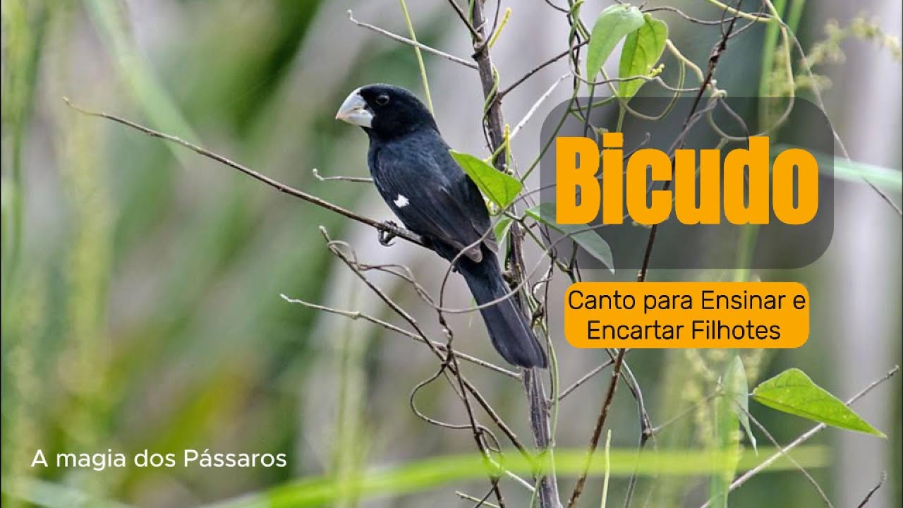 Bicudo Canto para Ensinar e Encartar Filhotes