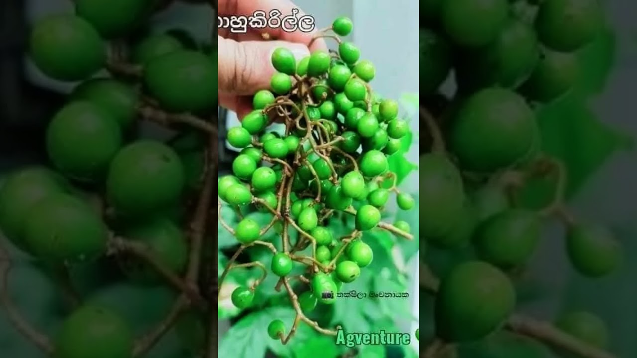 kawda danne me palathuru.. dannawanam like karamu 1 hari.... 😋🤗