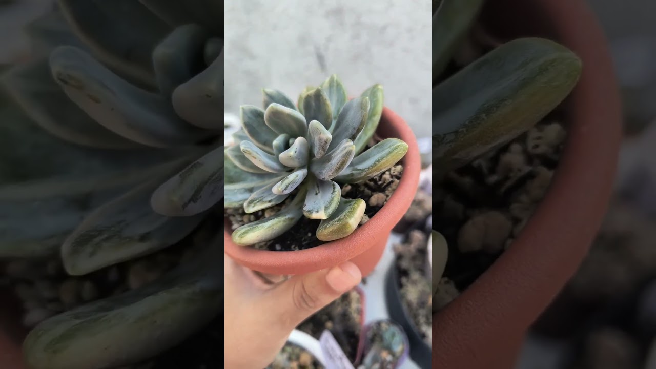 💚🆔Graptoveria supreme variegata 💚, quem a&iacute; gosta de suculenta variegata ? #suculentas #succulent