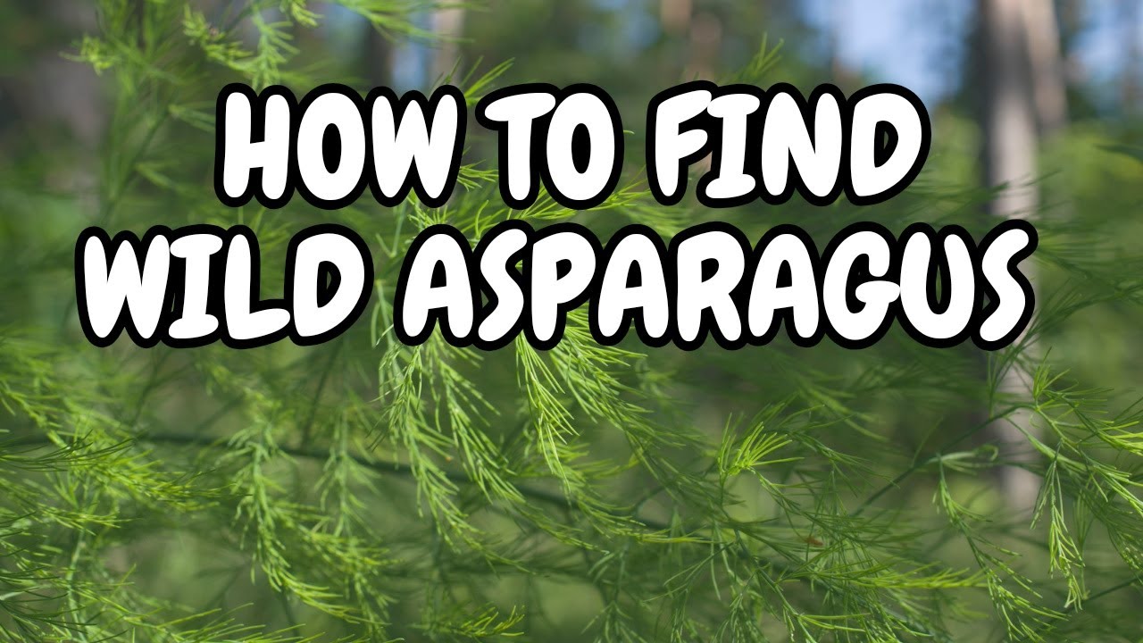 How To Find Wild Asparagus