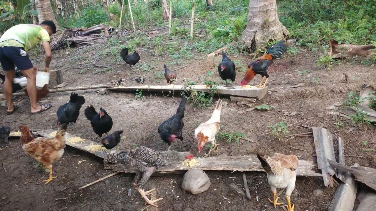 Feeding Livestock 