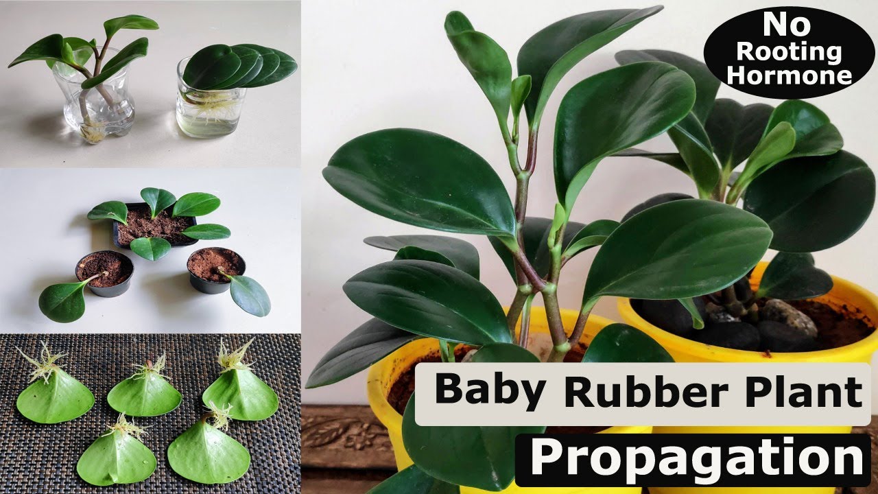 3 простых способа размножения молодой пеперомии туполистной (Peperomia obtusifolia) | Размножение...
